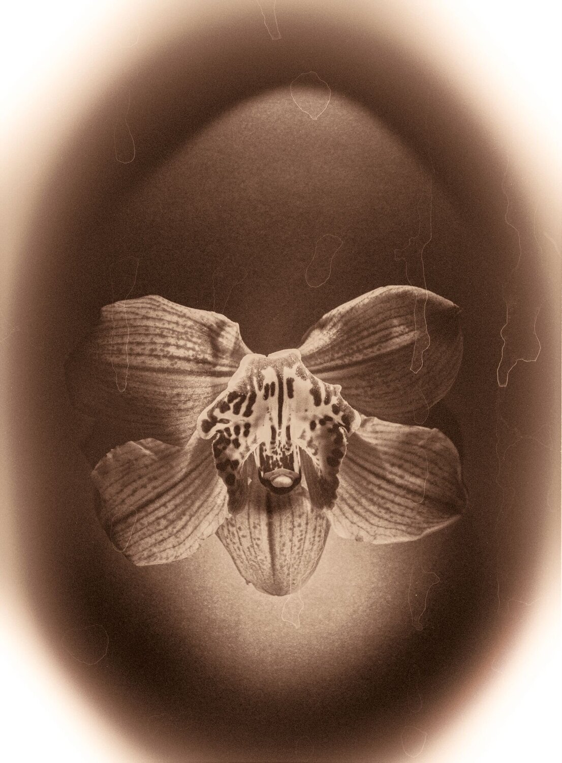 Botanica_2 Veselin Borishev