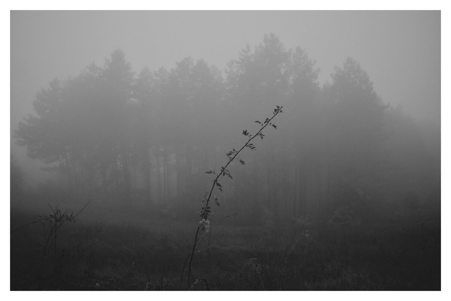 Misty morning Veselin Borishev