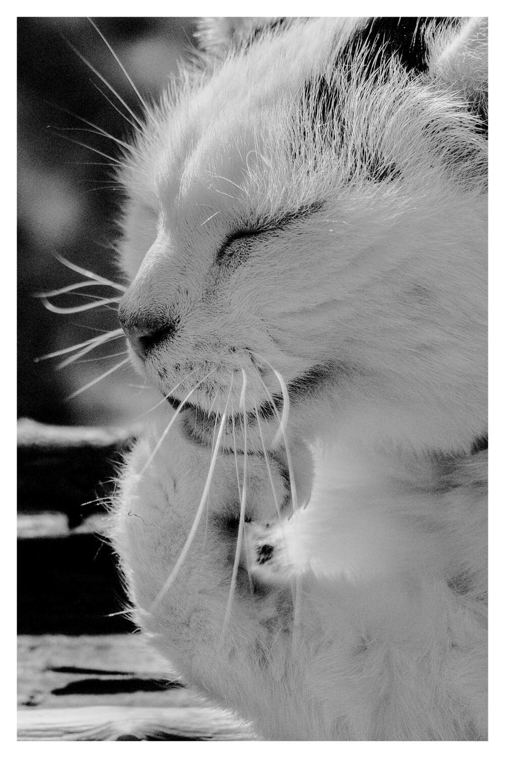 Pets and Other Species 326 Veselin Borishev Fotografie te koop