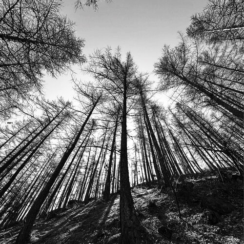 La foret de mélèze di xavier Duport, Fotografia in vendita su Singulart