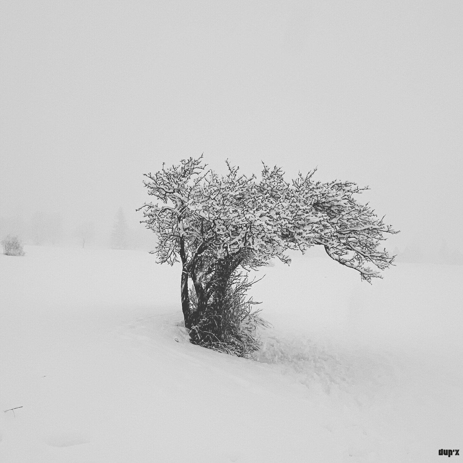 L' arbre penché xavier Duport