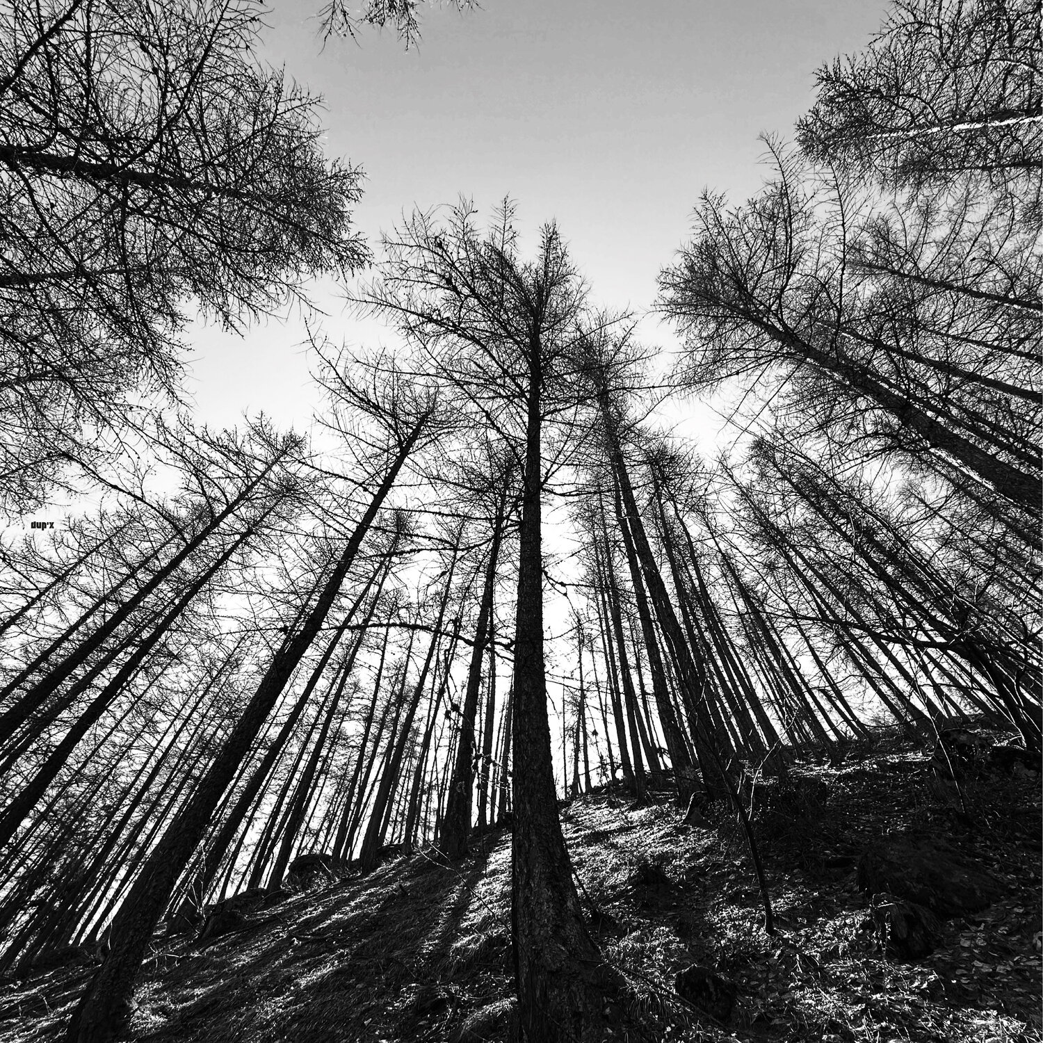 La foret de mélèze xavier Duport