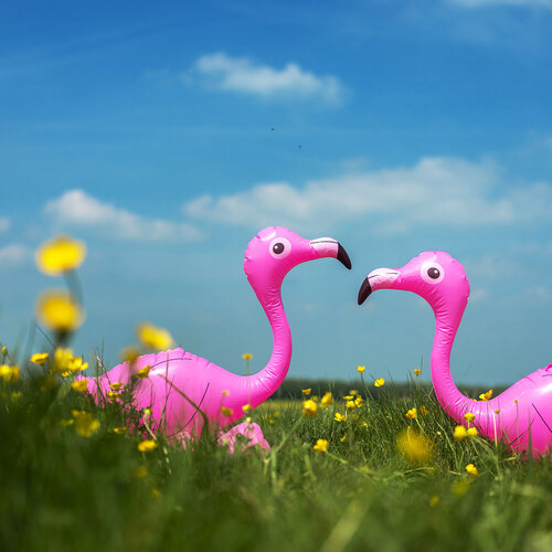 Fantastic Beasts. Flamingos in Love. par Pavel Golovkin, Photographie en vente sur Singulart