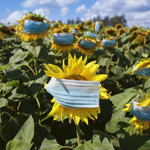 The Sunflower Pavel Golovkin