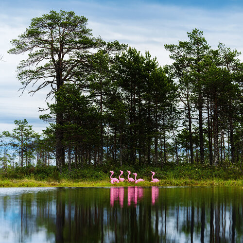 Fantastic Beasts. Flamingos Near the Lake par Pavel Golovkin, Photographie en vente sur Singulart