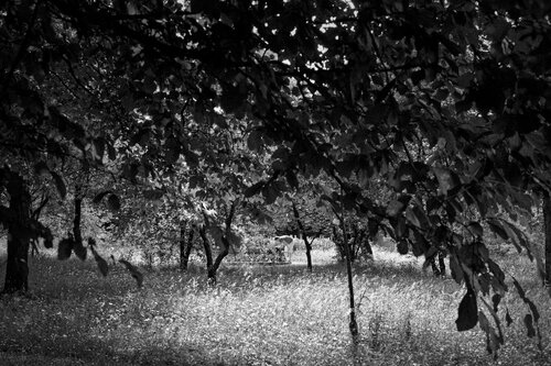 Fotograf im Schlosspark Schönbrunn von Peter Reichert, Fotografie kaufen auf Singulart