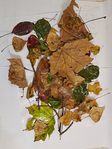 LES feuilles capteuses de CO2;en fin de vie di Dominick Poulain, Opera su carta in vendita su Singulart