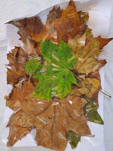 Les feuilles mortes de Dominick Poulain, Obra en papel a la venta en Singulart