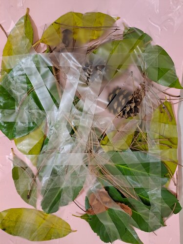 LES feuilles capteuses de CO2;en fin de vie de Dominick Poulain, Obra en papel a la venta en Singulart