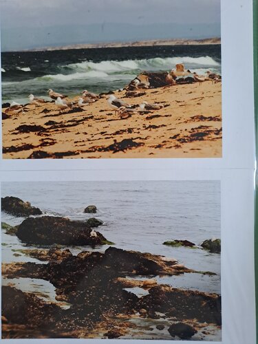 Les bords de mer Californiens by Dominick Poulain, Digital for Sale on Singulart