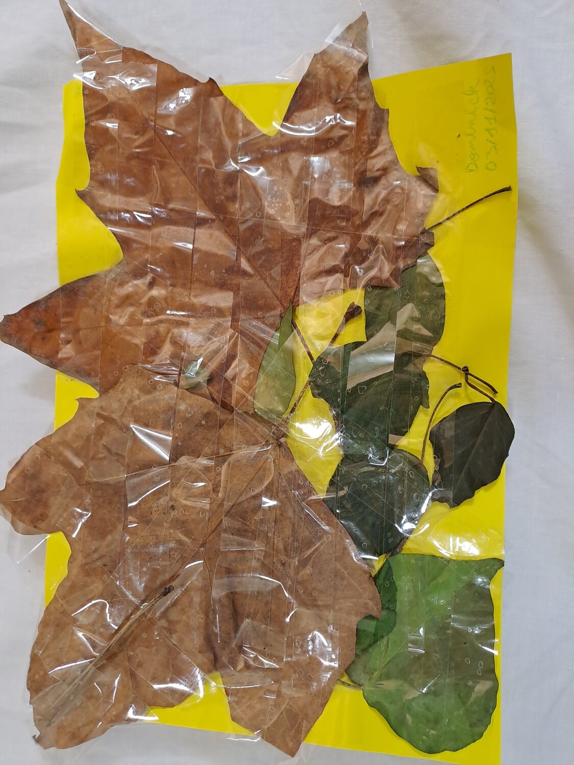 Les feuilles et l'automne Dominick Poulain
