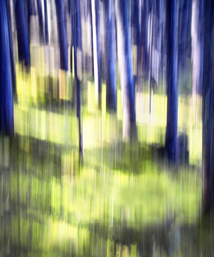 La forêt de mon enfance van Jean Vachon, Fotografie te koop op Singulart