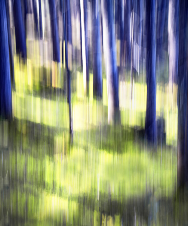 La forêt de mon enfance Jean Vachon