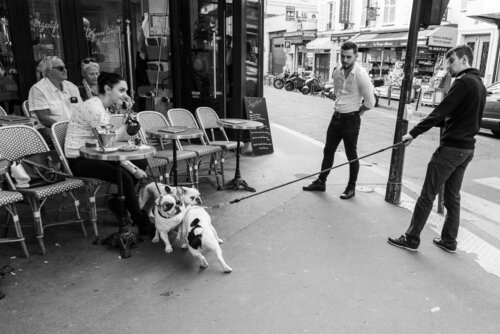 Canine Social Encounter by Yann Gourvennec, 사진 for Sale on Singulart