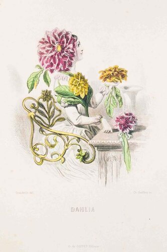 Dahlia - Les Fleurs Animées Vol.II by Jean-Ignace-Isidore Gérard, Print for Sale on Singulart