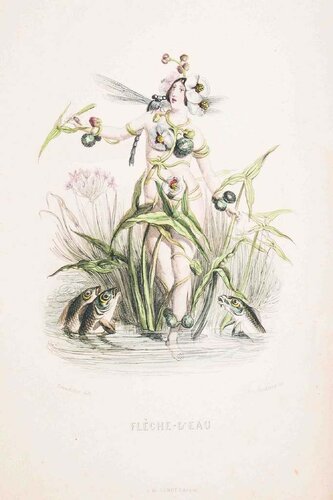 Flèche d'Eau - Les Fleurs Animées Vol.II by Jean-Ignace-Isidore Gérard, Print for Sale on Singulart