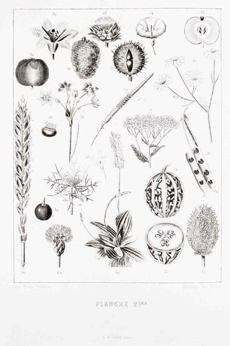 Planche 2 - Les Fleurs Animées Vol.II by Jean-Ignace-Isidore Gérard, Print for Sale on Singulart