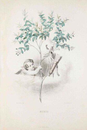 Myrte - Les Fleurs Animées Vol.I di Jean-Ignace-Isidore Gérard, Stampa in vendita su Singulart