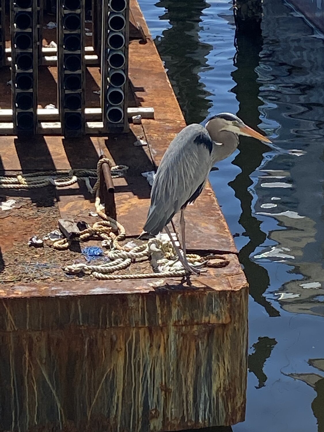 Blue Heron Jackie Myers