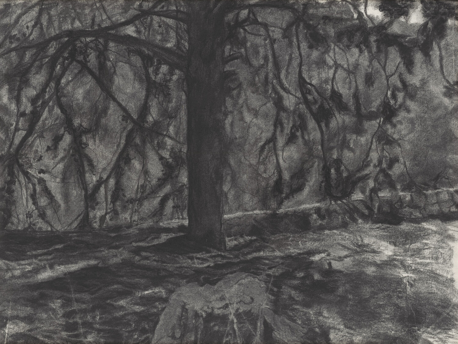 A tree in Ein Kerem Ayelet Polak