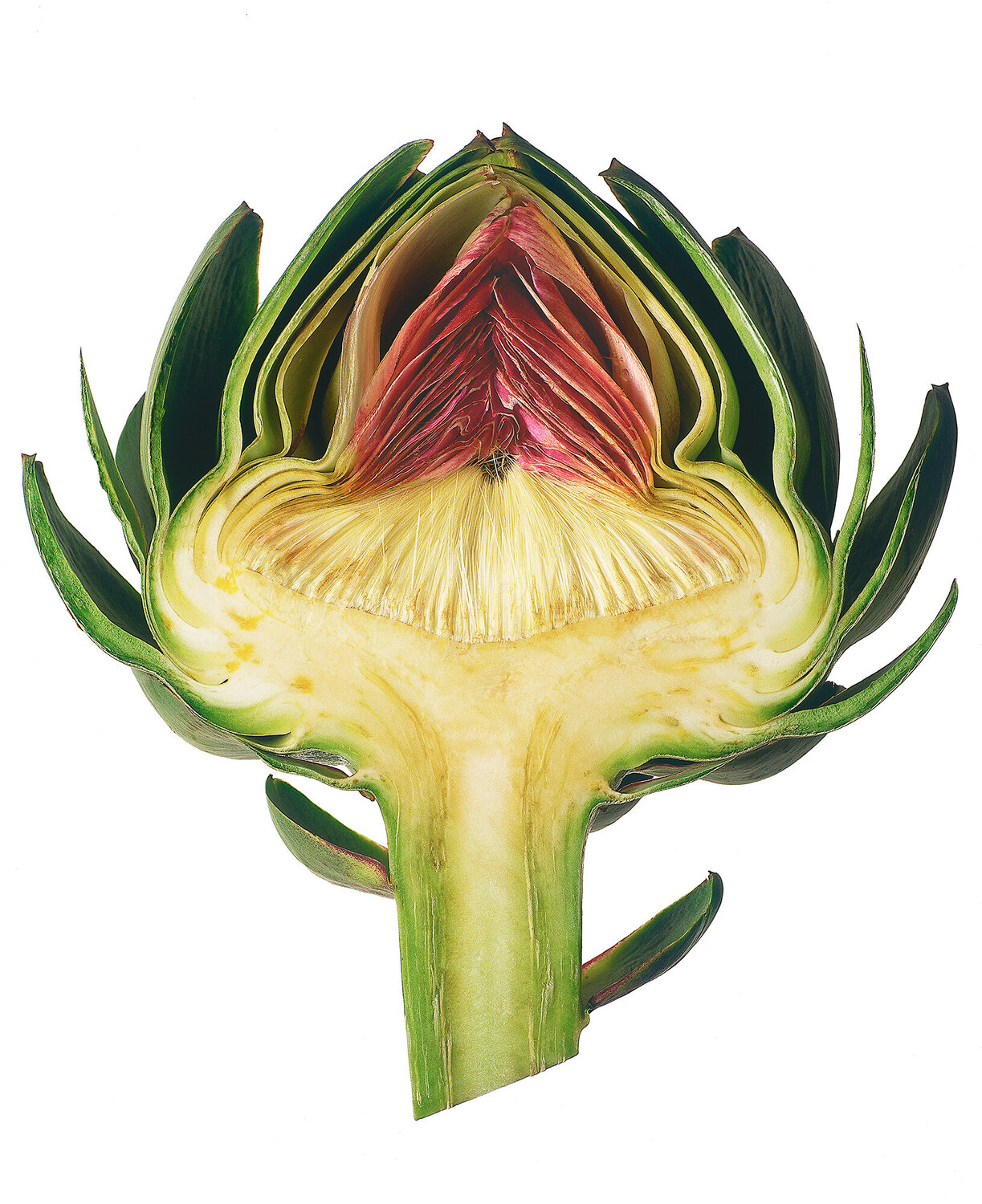 Artichoke bob norris photography