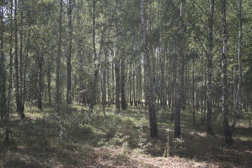 birch grove de Bogdan Lambert, Fotografía a la venta en Singulart