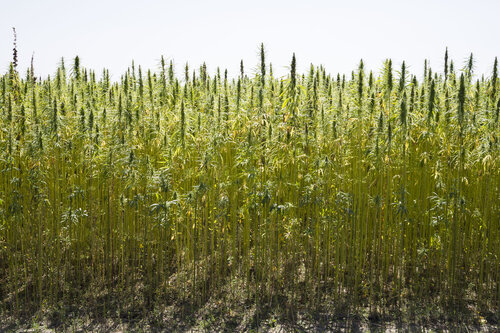 plants Bogdan Lambert