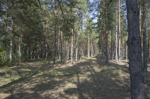 pine trees in september di Bogdan Lambert, Fotografia in vendita su Singulart