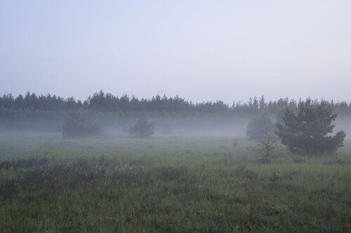glade di Bogdan Lambert, Fotografia in vendita su Singulart