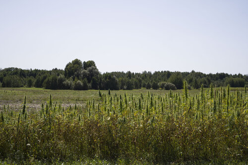paysage de Bogdan Lambert, Fotografía a la venta en Singulart