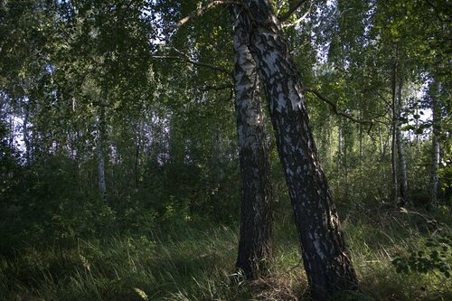 birches di Bogdan Lambert, Fotografia in vendita su Singulart