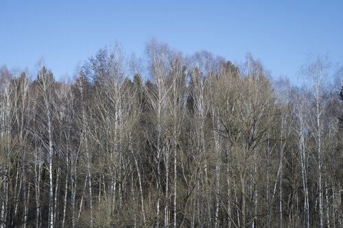 bare trees de Bogdan Lambert, Fotografía a la venta en Singulart