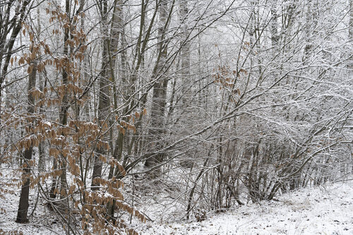winter trees 2 di Bogdan Lambert, Fotografia in vendita su Singulart