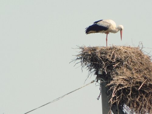 nestling bird van Bogdan Lambert, Fotografie te koop op Singulart