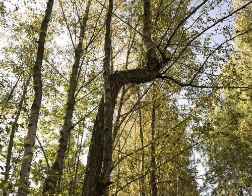 way of growing di Bogdan Lambert, Fotografia in vendita su Singulart