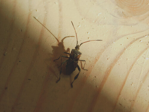 a bug van Bogdan Lambert, Fotografie te koop op Singulart