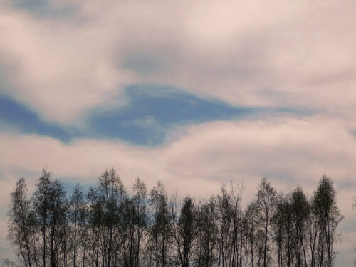 sky.trees van Bogdan Lambert, Fotografie te koop op Singulart