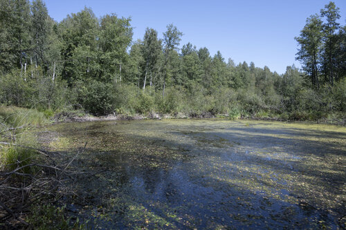 swamp in the wood de Bogdan Lambert, Fotografía a la venta en Singulart