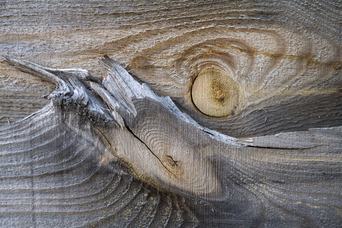 pine picture Bogdan Lambert