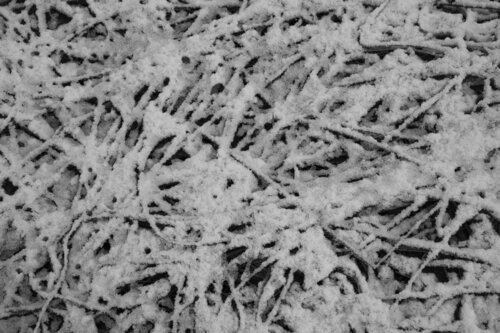 frosty grass Bogdan Lambert