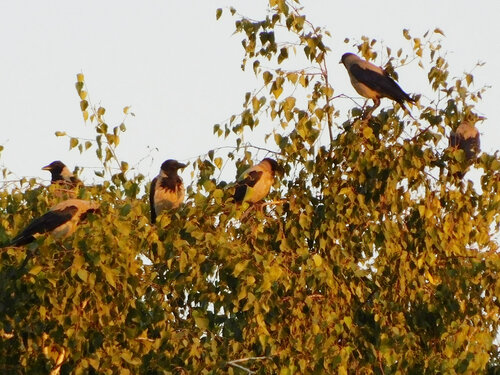 birds among braches van Bogdan Lambert, Fotografie te koop op Singulart