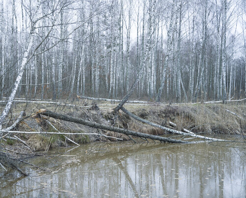 beavers trees di Bogdan Lambert, Fotografia in vendita su Singulart