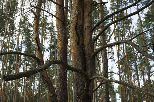pine trees Bogdan Lambert