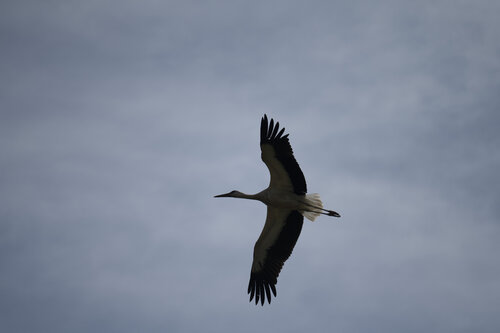 stork flying in cloudy sky di Bogdan Lambert, Fotografia in vendita su Singulart