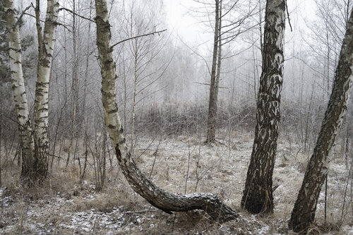 les arbres von Bogdan Lambert, Fotografie kaufen auf Singulart