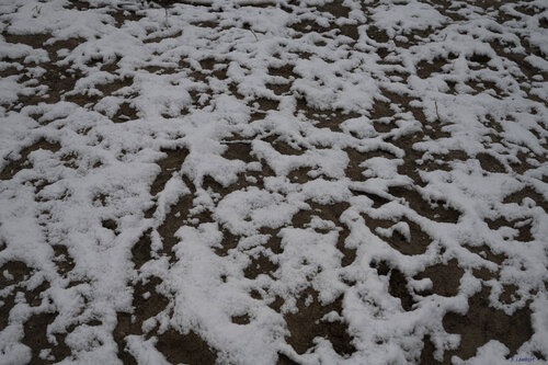 snow von Bogdan Lambert, Fotografie kaufen auf Singulart
