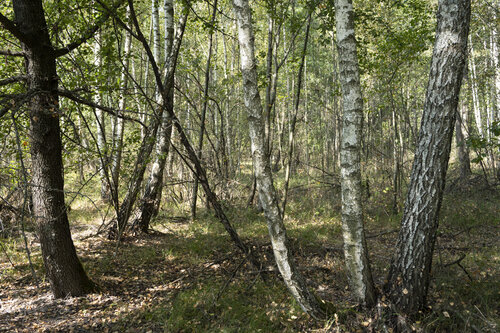 the wood near the river de Bogdan Lambert, Fotografía a la venta en Singulart