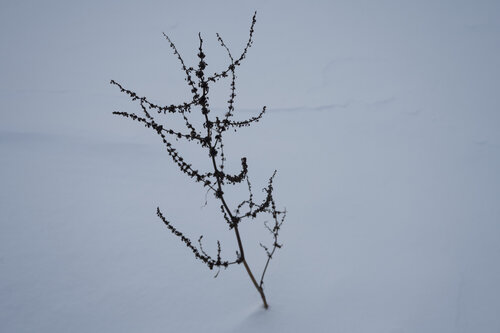 la neige 4 von Bogdan Lambert, Fotografie kaufen auf Singulart