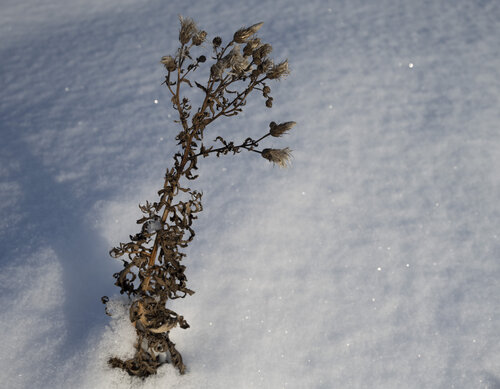 la neige 5 von Bogdan Lambert, Fotografie kaufen auf Singulart