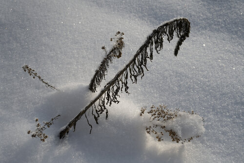 les plantes dans la neige von Bogdan Lambert, Fotografie kaufen auf Singulart
